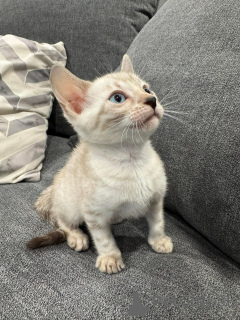 Zdjęcie №1. kot bengalski - na sprzedaż w Grenoble | 3588zł | Zapowiedź № 152779