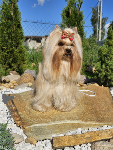 Zdjęcie №2 do zapowiedźy № 147252 na sprzedaż  yorkshire terrier - wkupić się Białoruś hodowca