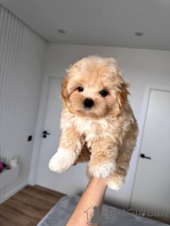 Zdjęcie №4. Sprzedam maltipu w Aiola. hodowca - cena - 1674zł