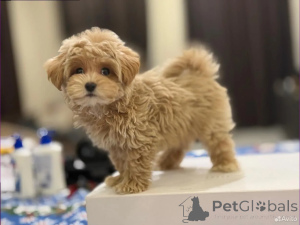 Zdjęcie №4. Sprzedam maltipu w Berlin. hodowca - cena - 3588zł