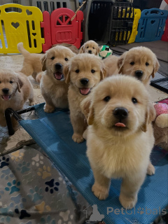 Zdjęcie №2 do zapowiedźy № 163719 na sprzedaż  golden retriever - wkupić się Polska hodowca