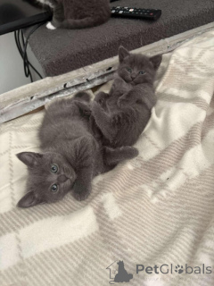 Zdjęcie №1. rosyjski niebieski - na sprzedaż w Kijvets ' | Bezpłatny | Zapowiedź № 154076