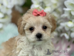 Zdjęcie №1. maltipu - na sprzedaż w Bayerbach | 4305zł | Zapowiedź №150166