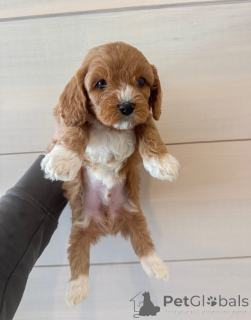 Zdjęcie №3. Poznaj Olivera, małego dżentelmena o wielkim sercu! Zawsze gotowy na. Niemcy