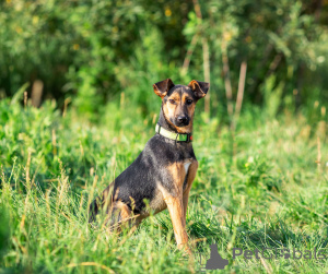 Zdjęcie №1. pies nierasowy - na sprzedaż w Rzeka Moskwa | Bezpłatny | Zapowiedź №166637