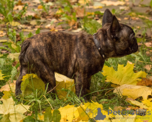 Zdjęcie №2 do zapowiedźy № 16506 na sprzedaż  buldog francuski - wkupić się Federacja Rosyjska hodowca