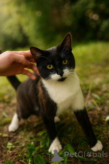 Zdjęcie №1.  - na sprzedaż w Rzeka Moskwa | Bezpłatny | Zapowiedź № 147520