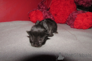 Zdjęcie №1. ragdoll - na sprzedaż w Czarleston | 2780zł | Zapowiedź № 146694