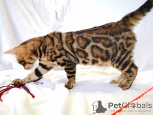 Zdjęcie №2 do zapowiedźy № 9292 na sprzedaż  kot bengalski - wkupić się Białoruś od żłobka