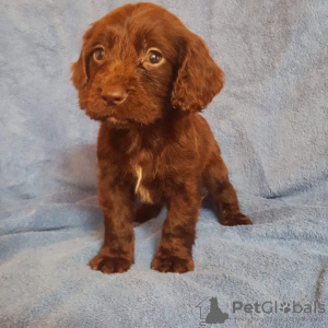 Zdjęcie №1. cocker spaniel amerykański - na sprzedaż w Гамбург | Bezpłatny | Zapowiedź №95083