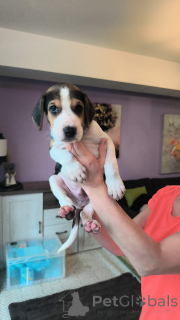 Zdjęcie №3. Szczenięta ogara rosyjskiego. Mamy półtora miesiąca.. Niemcy