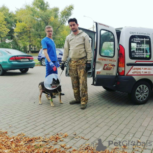 Zdjęcie №1. Usługi dostawy i transportu kotów i psów w Mińsk. Zapowiedź № 9413