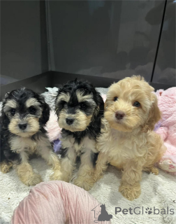 Zdjęcie №1. cocker spaniel amerykański - na sprzedaż w Blvelvel | 1674zł | Zapowiedź №153880