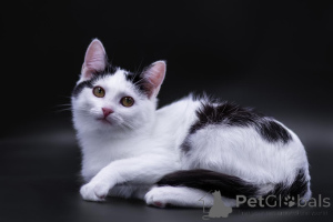 Zdjęcie №4. Sprzedam  w Rzeka Moskwa. prywatne ogłoszenie - cena - Bezpłatny