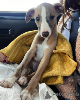 Zdjęcie №2 do zapowiedźy № 154045 na sprzedaż  whippet - wkupić się Niemcy prywatne ogłoszenie