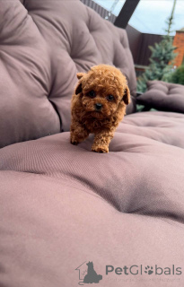 Zdjęcie №3. Moje szczenięta są aktualne na szczepienia gotowe do dostawy. USA