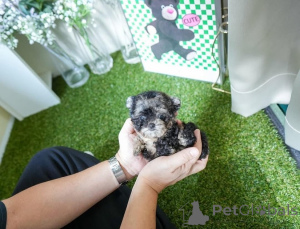 Zdjęcie №2 do zapowiedźy № 154329 na sprzedaż  maltańczyk - wkupić się USA hodowca