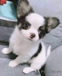 Zdjęcie №3. Szczenięta Chihuahua naprawdę nadają się zarówno na samce, jak i na suczki. Finlandia