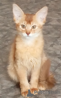 Zdjęcie №3. Somalijskie kocięta. Łotwa