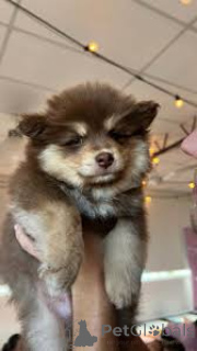 Zdjęcie №1. fiński lapphund - na sprzedaż w Helsinki | 3348zł | Zapowiedź №169377