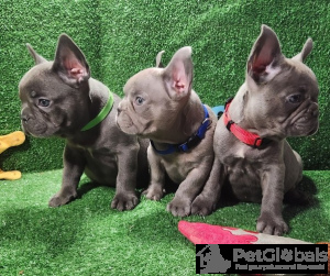 Zdjęcie №1. buldog francuski - na sprzedaż w Londyn | Bezpłatny | Zapowiedź №134080