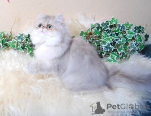 Zdjęcie №3. Brytyjski Langhaar. Niemcy