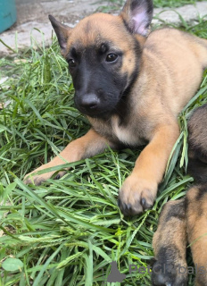 Zdjęcie №3. Owczarek belgijski Malinois szczenięta. Serbia