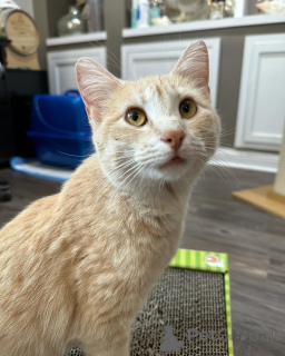 Zdjęcie №2 do zapowiedźy № 150628 na sprzedaż  kot domowy - wkupić się Niemcy ze schronu, hodowca