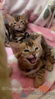 Zdjęcie №2 do zapowiedźy № 166777 na sprzedaż  kot bengalski - wkupić się Francja prywatne ogłoszenie, hodowca