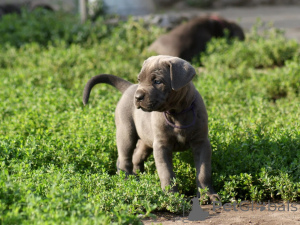 Zdjęcie №2 do zapowiedźy № 171211 na sprzedaż  cane corso - wkupić się Polska hodowca