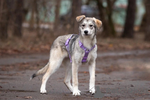 Zdjęcie №4. Sprzedam pies nierasowy w Москва. prywatne ogłoszenie - cena - Bezpłatny