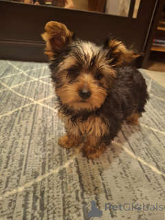 Zdjęcie №3. Purebred Girl of the Yorkshire Terrier. Litwa