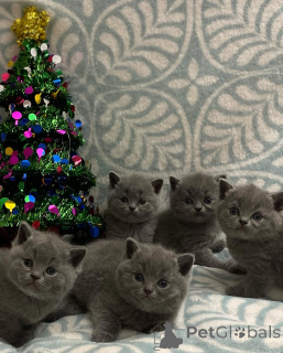 Zdjęcie №1. kot brytyjski krótkowłosy - na sprzedaż w Bazylea | negocjowane | Zapowiedź № 167316