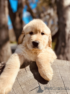 Zdjęcie №2 do zapowiedźy № 128091 na sprzedaż  golden retriever - wkupić się Kanada hodowca