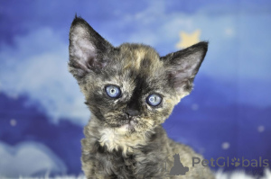 Zdjęcie №3. Chatons Devon Rex do sprzedaży. Francja