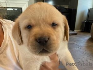 Zdjęcie №1. labrador retriever - na sprzedaż w Frankfurt | negocjowane | Zapowiedź №162469