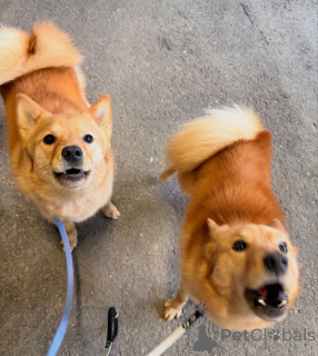 Zdjęcie №2 do zapowiedźy № 164330 na sprzedaż  szpic fiński - wkupić się Finlandia hodowca