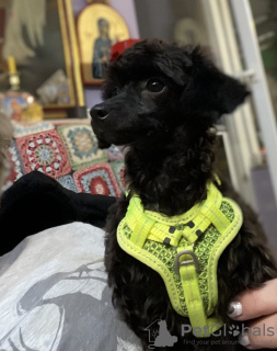 Zdjęcie №3. Pudel Toy Szczenięta. Serbia