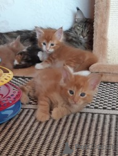 Zdjęcie №1. maine coon - na sprzedaż w Geel | Bezpłatny | Zapowiedź № 165770