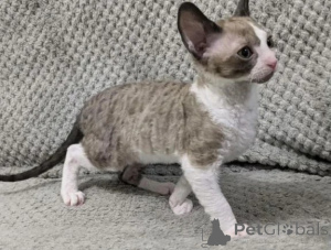 Zdjęcie №1. kot cornish rex - na sprzedaż w Gnarrenburg | 1674zł | Zapowiedź № 176681