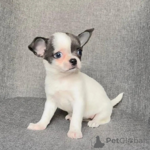 Zdjęcie №3. Entzückende Chihuahua-Welpen suchen einliebevolles Zuhause für immer!. Austria
