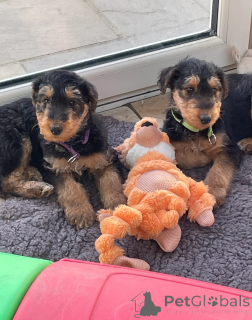 Zdjęcie №1. terier australijski - na sprzedaż w Recklinghausen | 2153zł | Zapowiedź №166484