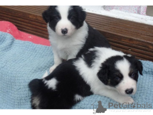 Zdjęcie №1. border collie - na sprzedaż w Hamburg | 3588zł | Zapowiedź №161273