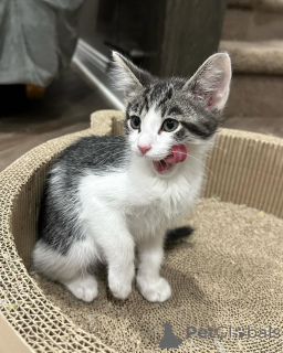 Zdjęcie №2 do zapowiedźy № 150617 na sprzedaż  kot domowy - wkupić się Niemcy ze schronu, hodowca