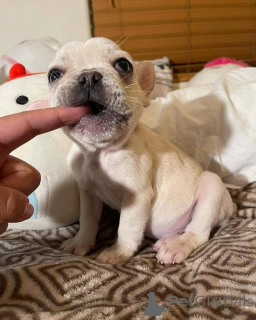 Zdjęcie №1.  - na sprzedaż w Teksas | negocjowane | Zapowiedź №161254