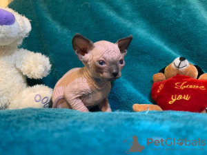 Zdjęcie №2 do zapowiedźy № 132162 na sprzedaż   - wkupić się Szwajcaria 