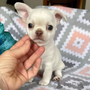 Zdjęcie №2 do zapowiedźy № 164722 na sprzedaż  chihuahua (rasa psów) - wkupić się Federacja Rosyjska 