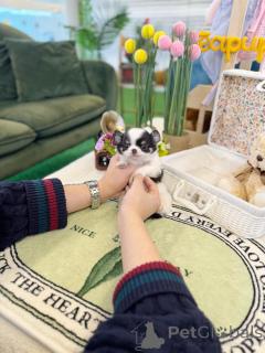 Zdjęcie №1. chihuahua (rasa psów) - na sprzedaż w Monachium | negocjowane | Zapowiedź №163600