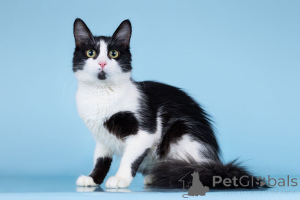 Zdjęcie №4. Sprzedam  w Rzeka Moskwa. prywatne ogłoszenie - cena - Bezpłatny