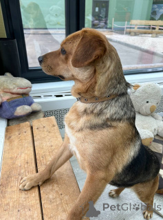 Zdjęcie №3. Urocza mini-inteligentna Lola szuka domu.. Federacja Rosyjska